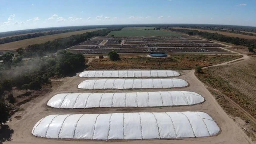 Armazenamento correto da silagem é essencial para ganho de produtividade do rebanho