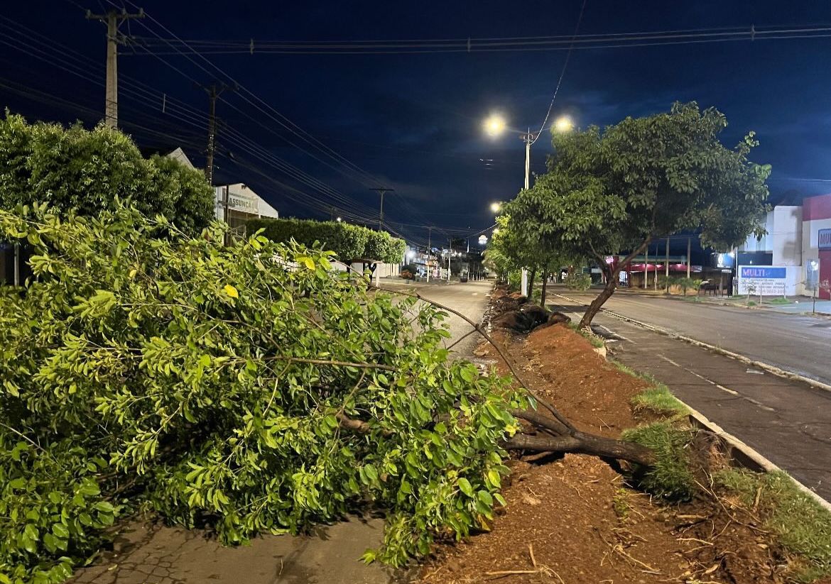 Denúncia: Empresa contratada pela Prefeitura de Rondonópolis destrói trabalho de arborização na Vila Operária