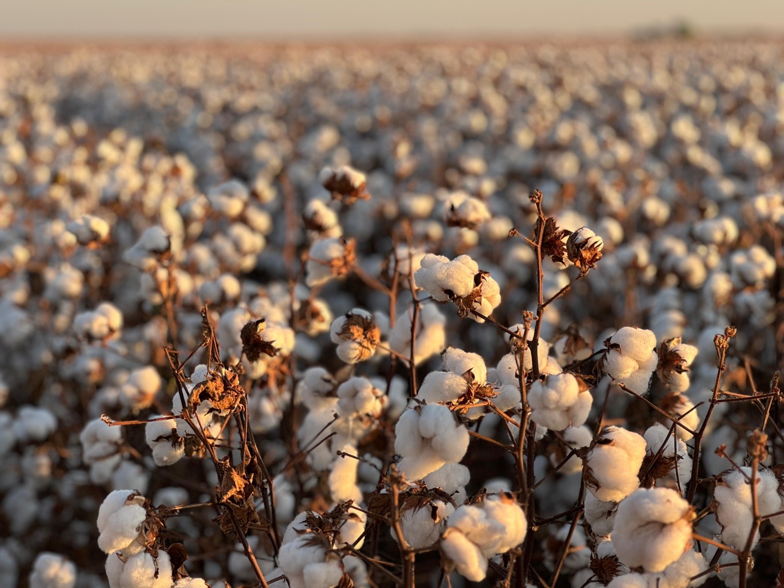 Diversidade de biotecnologias, homenagens e inovação serão destaques da Girassol Agrícola no 14º CBA