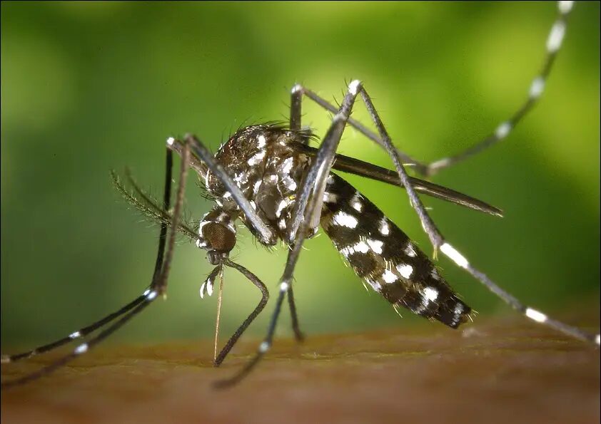 Equador exige vacina contra febre amarela de turistas do Brasil e de outros 3 países