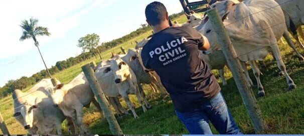 Polícia Civil identifica receptadores e recupera 20 vacas furtadas de fazenda em São Félix do Araguaia