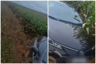Empresário joga carro de luxo no milharal e escapa de sequestro em MT