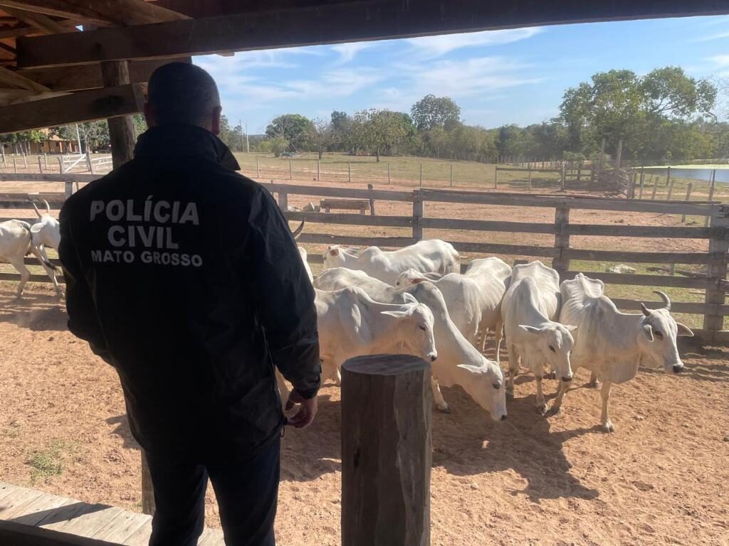 Quadrilha invade fazenda, faz família refém e rouba 90 bois em MT