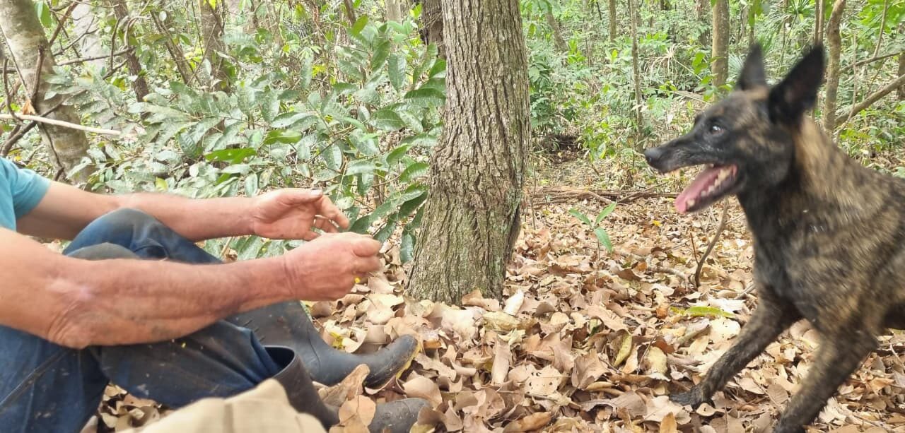 Equipe do Corpo de Bombeiros usa cadela Laika e encontra vítima desaparecida em CG-MS