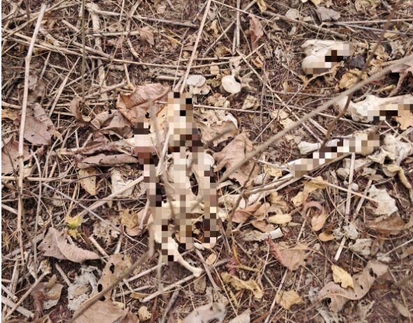 Polícia Civil encontra ossada humana na zona rural de Pedra Preta-MT