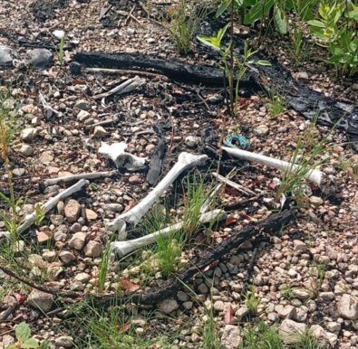 Ossada humana é encontrada perto de matagal, em Cuiabá
