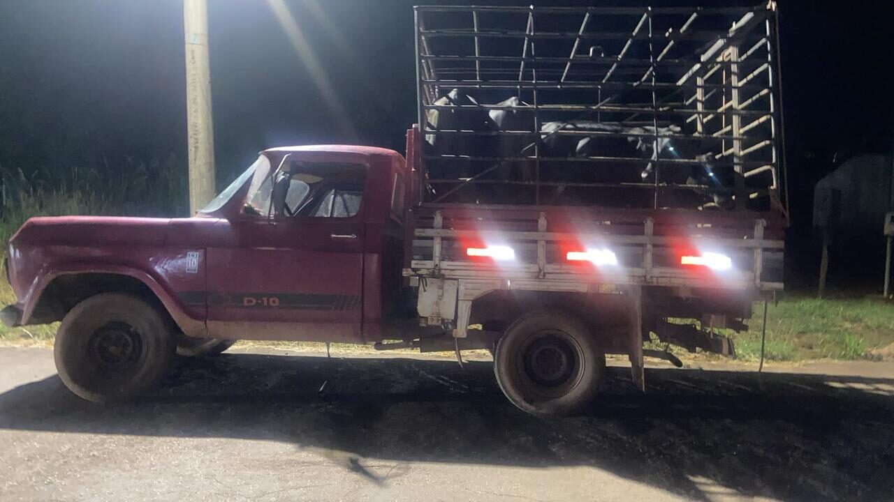 Carga com gado Angus é interceptada após suspeita de furto em área rural de Dom Aquino