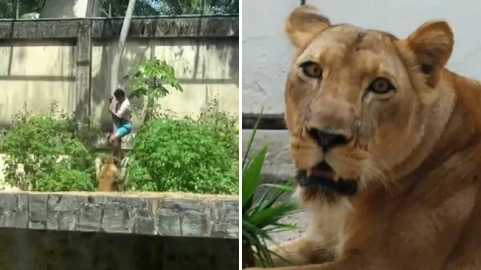 Jovem morto por leoa tinha várias passagens pela polícia