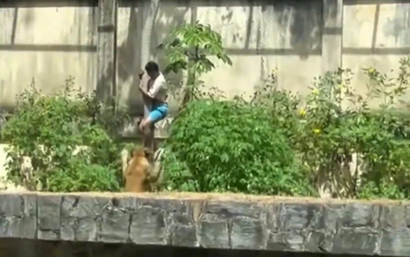 Homem é morto por leoa em zoo após invadir área dos felinos