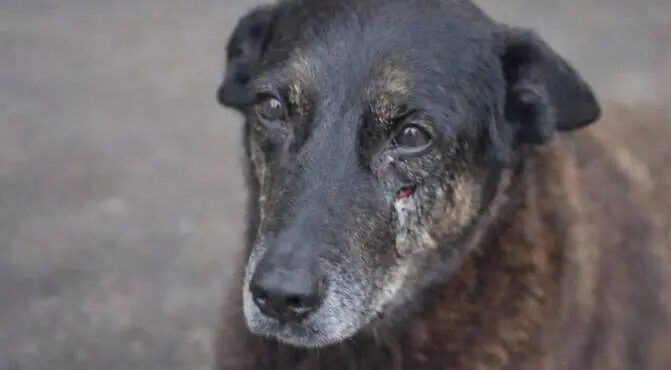 Relatório policial levanta dúvidas sobre envolvimento de adolescente na morte do cão Orelha